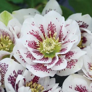 Confetti Cake Helleborus Thumbnail